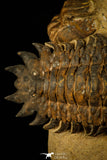 30238 - Awesome Association Crotalocephalina + Reedops Devonian Trilobites