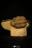 30238 - Awesome Association Crotalocephalina + Reedops Devonian Trilobites