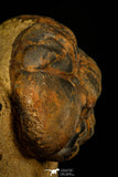30238 - Awesome Association Crotalocephalina + Reedops Devonian Trilobites