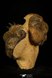 30238 - Awesome Association Crotalocephalina + Reedops Devonian Trilobites