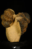 30238 - Awesome Association Crotalocephalina + Reedops Devonian Trilobites