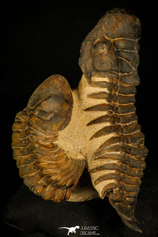 30238 - Awesome Association Crotalocephalina + Reedops Devonian Trilobites