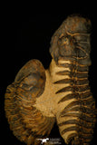 30238 - Awesome Association Crotalocephalina + Reedops Devonian Trilobites