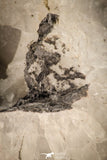 21580 - Top Beautiful 7.28 in Quartz Crystals - Imilchil (Morocco)
