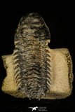 30239 - Gorgeous 3.54 Inch Crotalocephalina (Crotalocephalus) gibbus Lower Devonian Trilobite