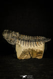 30239 - Gorgeous 3.54 Inch Crotalocephalina (Crotalocephalus) gibbus Lower Devonian Trilobite