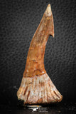 07410 - Top Quality 2.98 Inch Onchopristis numidus Cretaceous Sawfish Rostral Tooth