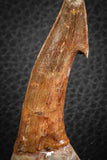 07410 - Top Quality 2.98 Inch Onchopristis numidus Cretaceous Sawfish Rostral Tooth