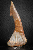 07410 - Top Quality 2.98 Inch Onchopristis numidus Cretaceous Sawfish Rostral Tooth