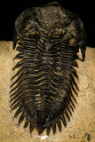 30241 - Beautiful 1.88 Inch Metacanthina issoumourensis Lower Devonian Trilobite