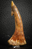 07412 - Top Quality 2.44 Inch Onchopristis numidus Cretaceous Sawfish Rostral Tooth