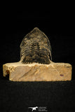 30241 - Beautiful 1.88 Inch Metacanthina issoumourensis Lower Devonian Trilobite