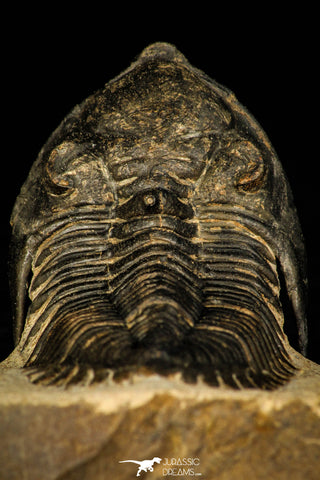 30241 - Beautiful 1.88 Inch Metacanthina issoumourensis Lower Devonian Trilobite
