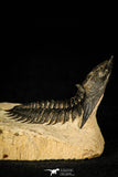 30241 - Beautiful 1.88 Inch Metacanthina issoumourensis Lower Devonian Trilobite