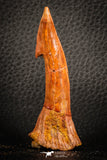 07413 - Top Quality 2.66 Inch Onchopristis numidus Cretaceous Sawfish Rostral Tooth