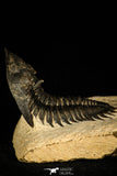30241 - Beautiful 1.88 Inch Metacanthina issoumourensis Lower Devonian Trilobite
