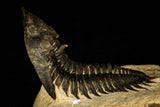 30241 - Beautiful 1.88 Inch Metacanthina issoumourensis Lower Devonian Trilobite