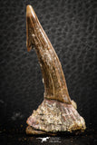 07414 - Top Quality 2.07 Inch Onchopristis numidus Cretaceous Sawfish Rostral Tooth