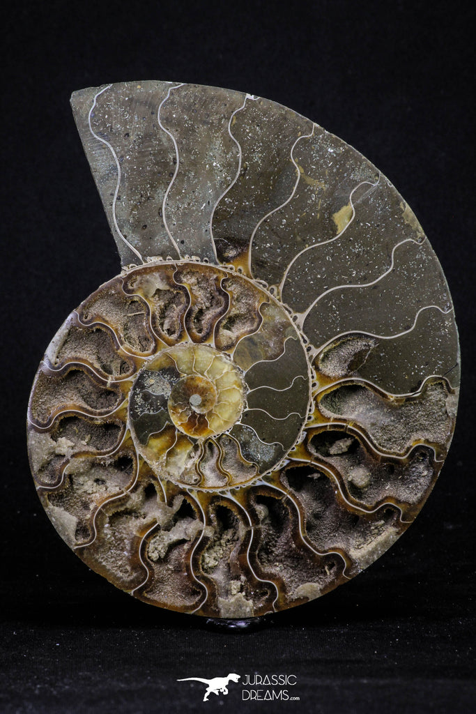 20302 - Cut & Polished 5.22 Inch Cleoniceras sp Lower Cretaceous Ammonite Madagascar - Agatized