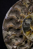 20302 - Cut & Polished 5.22 Inch Cleoniceras sp Lower Cretaceous Ammonite Madagascar - Agatized