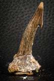07414 - Top Quality 2.07 Inch Onchopristis numidus Cretaceous Sawfish Rostral Tooth