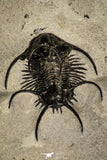 30242 - Outstanding 1.81 Inch Ceratarges sp Middle Devonian Trilobite