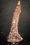 07415 - Top Quality 2.30 Inch Onchopristis numidus Cretaceous Sawfish Rostral Tooth