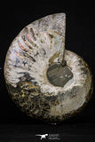 20302 - Cut & Polished 5.22 Inch Cleoniceras sp Lower Cretaceous Ammonite Madagascar - Agatized