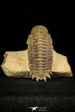 30243 - Gorgeous 2.84 Inch Crotalocephalina (Crotalocephalus) gibbus Lower Devonian Trilobite