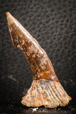 07416 - Top Quality 2.03 Inch Onchopristis numidus Cretaceous Sawfish Rostral Tooth