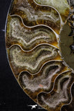 20303 - Cut & Polished 5.37 Inch Cleoniceras sp Lower Cretaceous Ammonite Madagascar - Agatized
