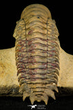 30243 - Gorgeous 2.84 Inch Crotalocephalina (Crotalocephalus) gibbus Lower Devonian Trilobite