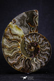 20303 - Cut & Polished 5.37 Inch Cleoniceras sp Lower Cretaceous Ammonite Madagascar - Agatized