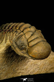 30243 - Gorgeous 2.84 Inch Crotalocephalina (Crotalocephalus) gibbus Lower Devonian Trilobite