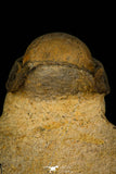 30243 - Gorgeous 2.84 Inch Crotalocephalina (Crotalocephalus) gibbus Lower Devonian Trilobite