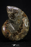 20303 - Cut & Polished 5.37 Inch Cleoniceras sp Lower Cretaceous Ammonite Madagascar - Agatized