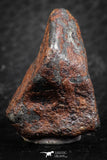 07418 - Agoudal Imilchil Iron IIAB Meteorite 19g Collector Grade