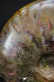 20304 - Nice Agatized 1.63 Inch Cleoniceras sp Lower Cretaceous Ammonite Madagascar