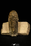 30245 - Gorgeous 3.55 Inch Crotalocephalina (Crotalocephalus) gibbus Lower Devonian Trilobite