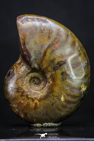 20304 - Nice Agatized 1.63 Inch Cleoniceras sp Lower Cretaceous Ammonite Madagascar