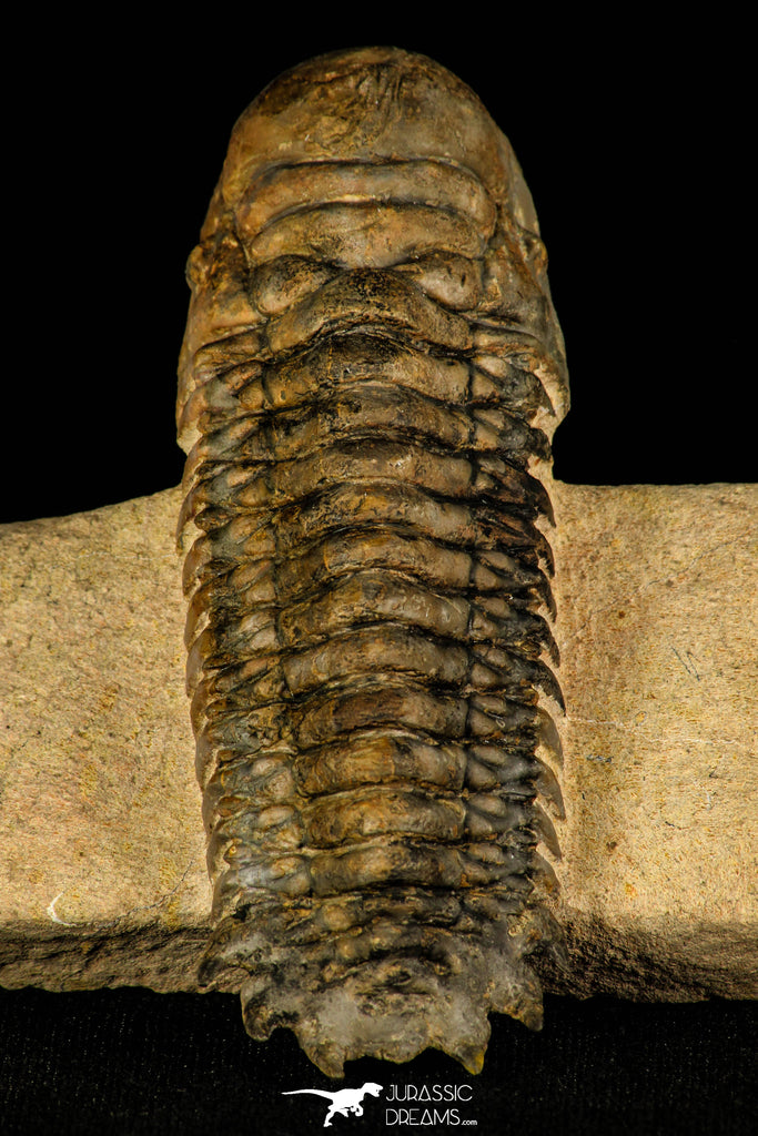 30245 - Gorgeous 3.55 Inch Crotalocephalina (Crotalocephalus) gibbus Lower Devonian Trilobite