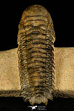 30245 - Gorgeous 3.55 Inch Crotalocephalina (Crotalocephalus) gibbus Lower Devonian Trilobite