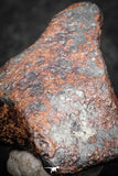 07418 - Agoudal Imilchil Iron IIAB Meteorite 19g Collector Grade