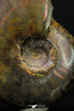 20305 - Nice Agatized 1.67 Inch Cleoniceras sp Lower Cretaceous Ammonite Madagascar