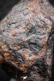 07420 - Agoudal Imilchil Iron IIAB Meteorite 19.0g Collector Grade