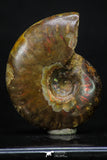 20306 - Nice Agatized 1.55 Inch Cleoniceras sp Lower Cretaceous Ammonite Madagascar
