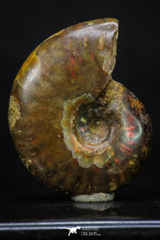 20306 - Nice Agatized 1.55 Inch Cleoniceras sp Lower Cretaceous Ammonite Madagascar