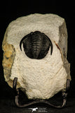 30247 - Top Quality 1.07 Inch Cornuproetus sp Middle Devonian Trilobite