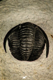 30247 - Top Quality 1.07 Inch Cornuproetus sp Middle Devonian Trilobite