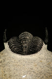 30247 - Top Quality 1.07 Inch Cornuproetus sp Middle Devonian Trilobite